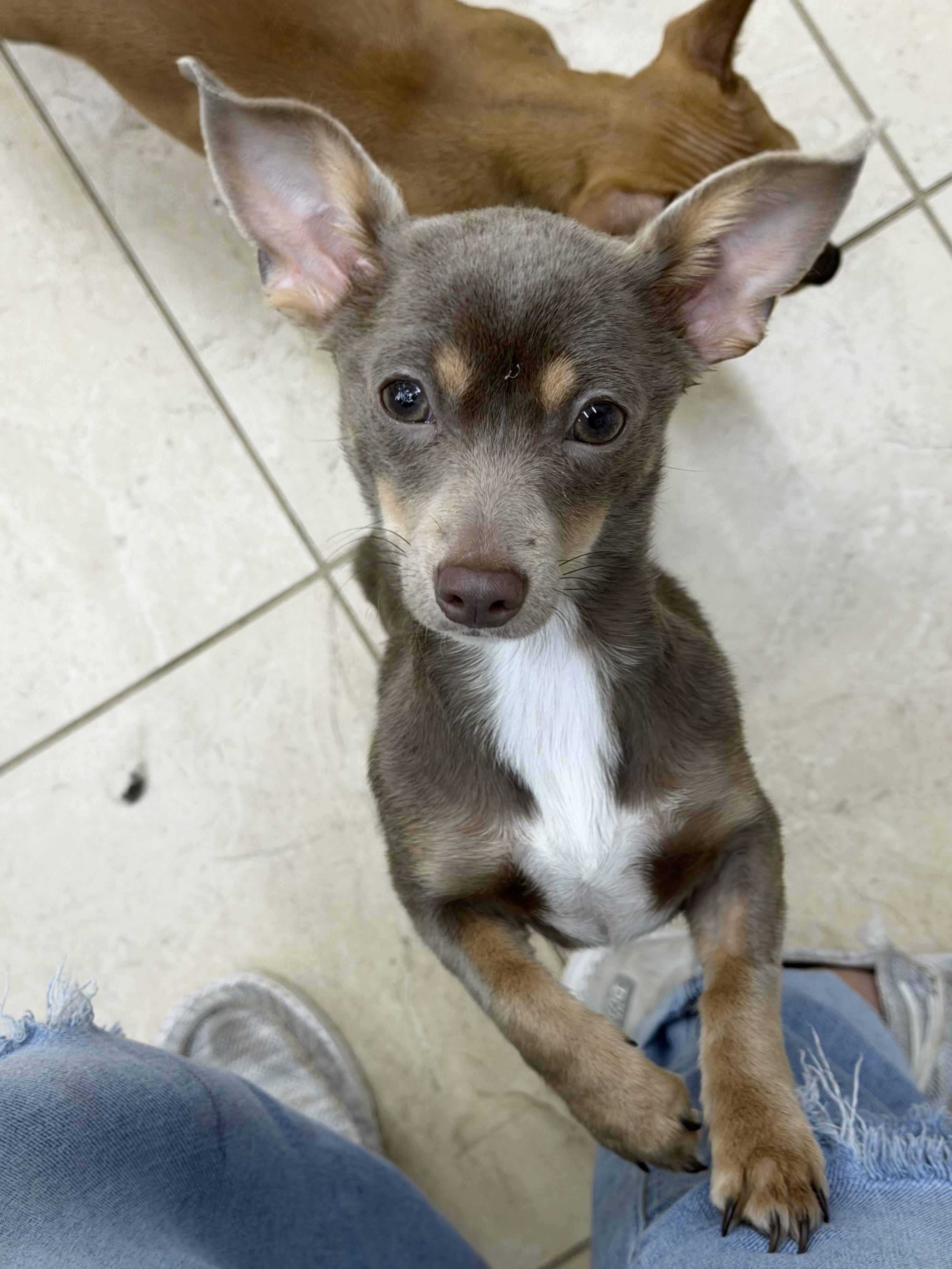 Enlarge Enchilada, a ADOPTABLE mixed breed in New Orleans, LA image 1/4