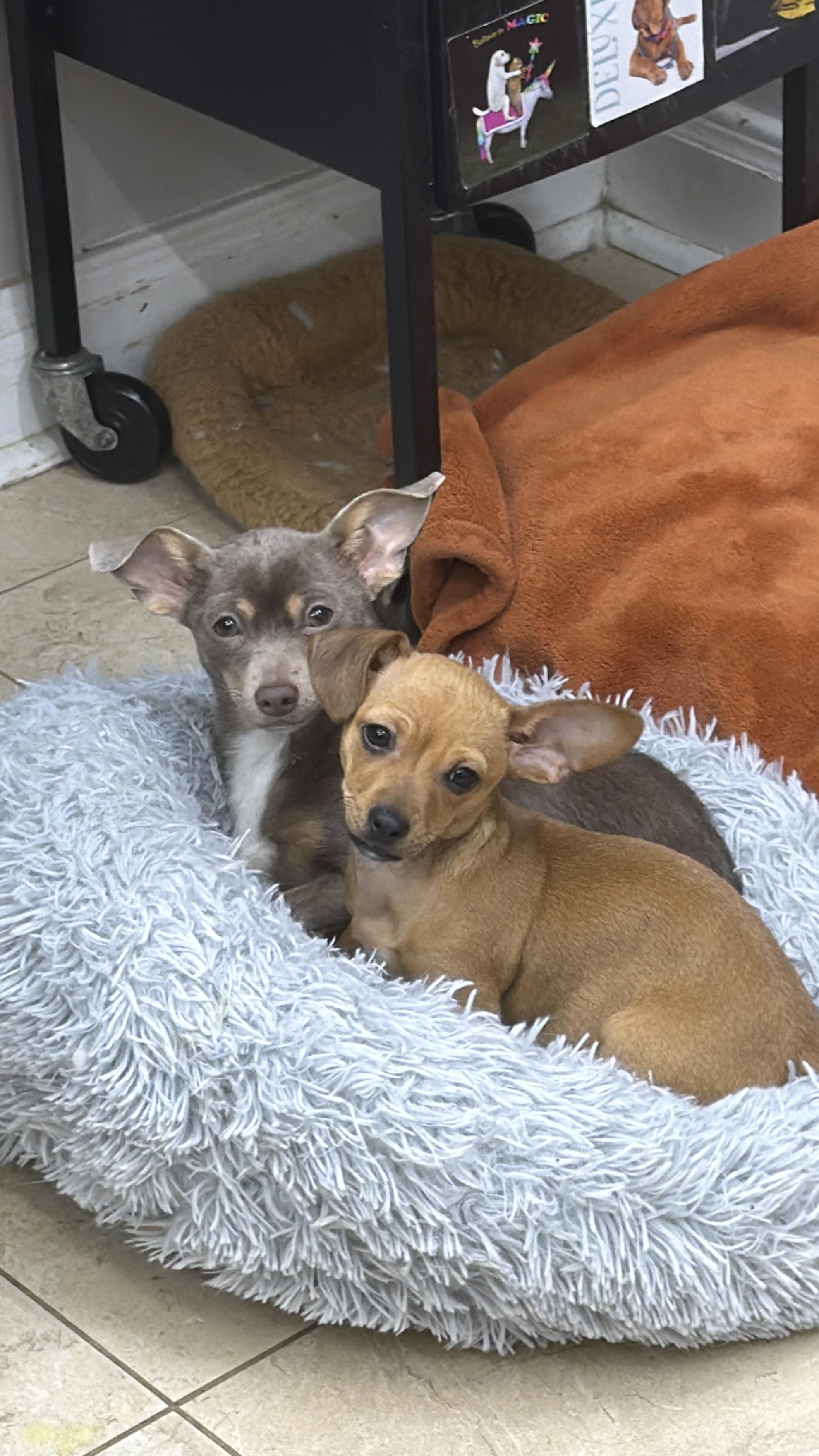 Enlarge Enchilada, a ADOPTABLE mixed breed in New Orleans, LA image 2/4