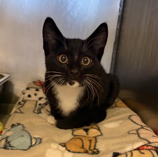 Mr. Fancy Pants, Adoptable, Kitten Male Domestic Short Hair.