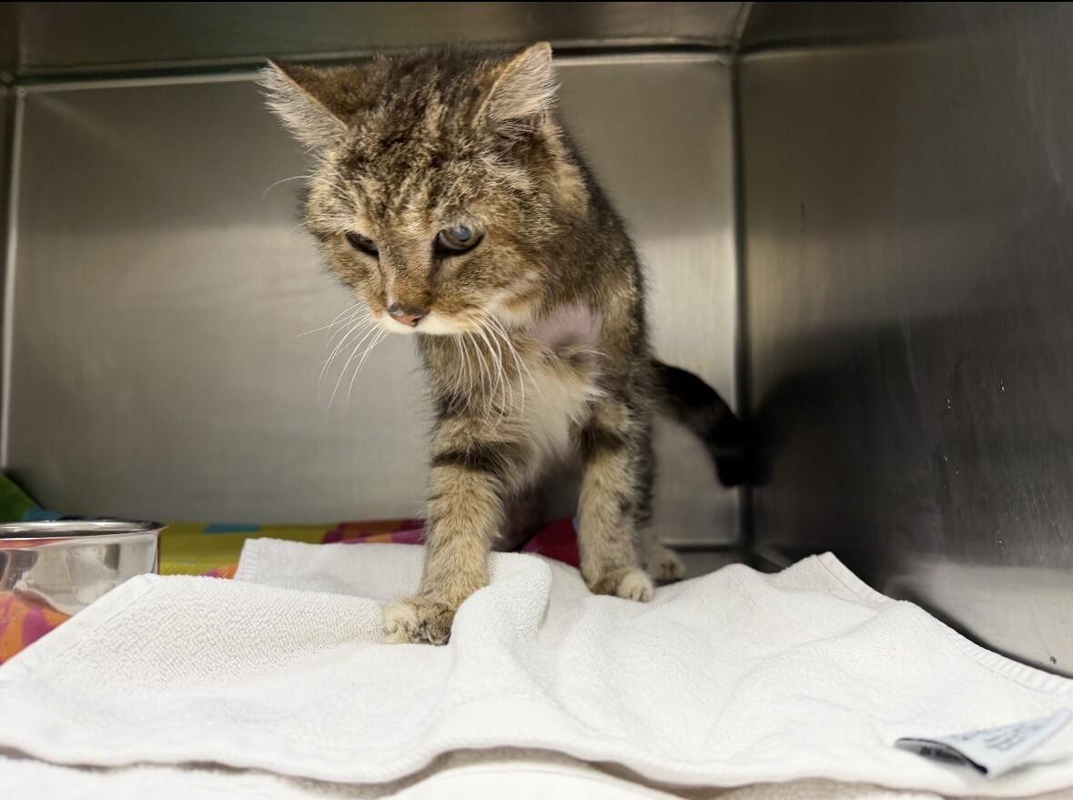 Sugar Plum, Adoptable, Adult Female Domestic Short Hair.