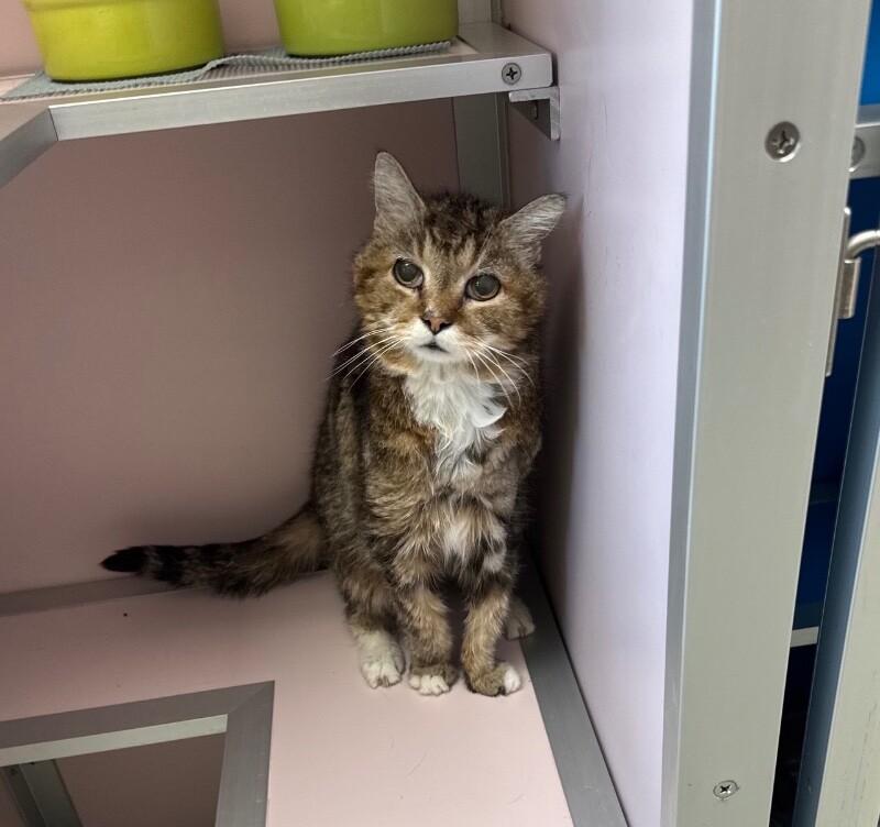 Sugar Plum (Fee Waived Adoption - Medical), a Adoptable Domestic Short Hair in Providence Forge, VA image 2/2