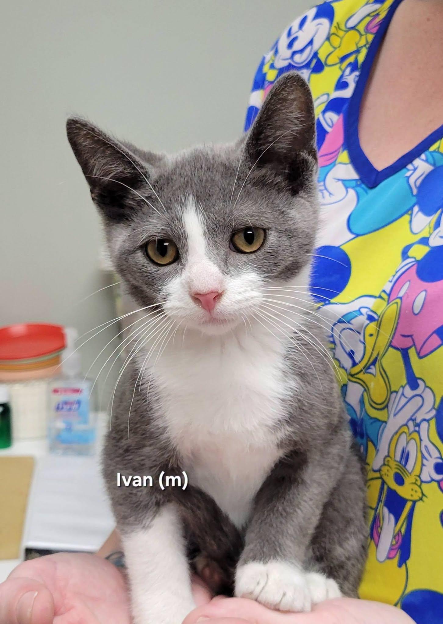 Ivan, ADOPTABLE, Kitten Male Domestic Short Hair.