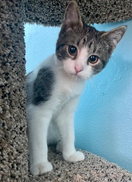 Lurch, Adoptable, Kitten Male Domestic Short Hair.