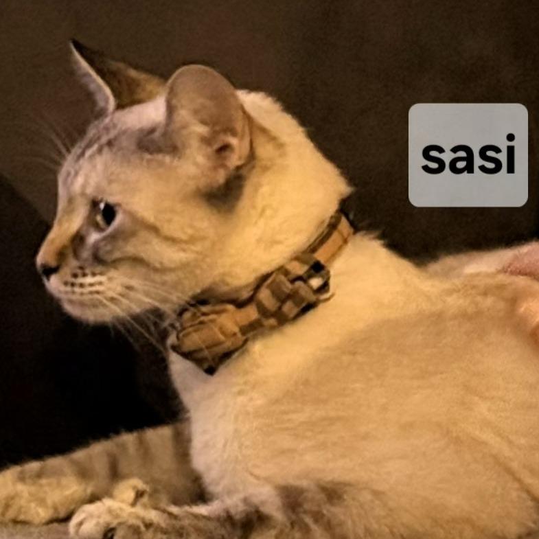 F-Sasi, Adoptable, Young Female Domestic Short Hair & Siamese.