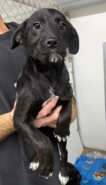 Enlarge Marlene, a Adoptable Mixed Breed in Lagrange, IN image 1/1