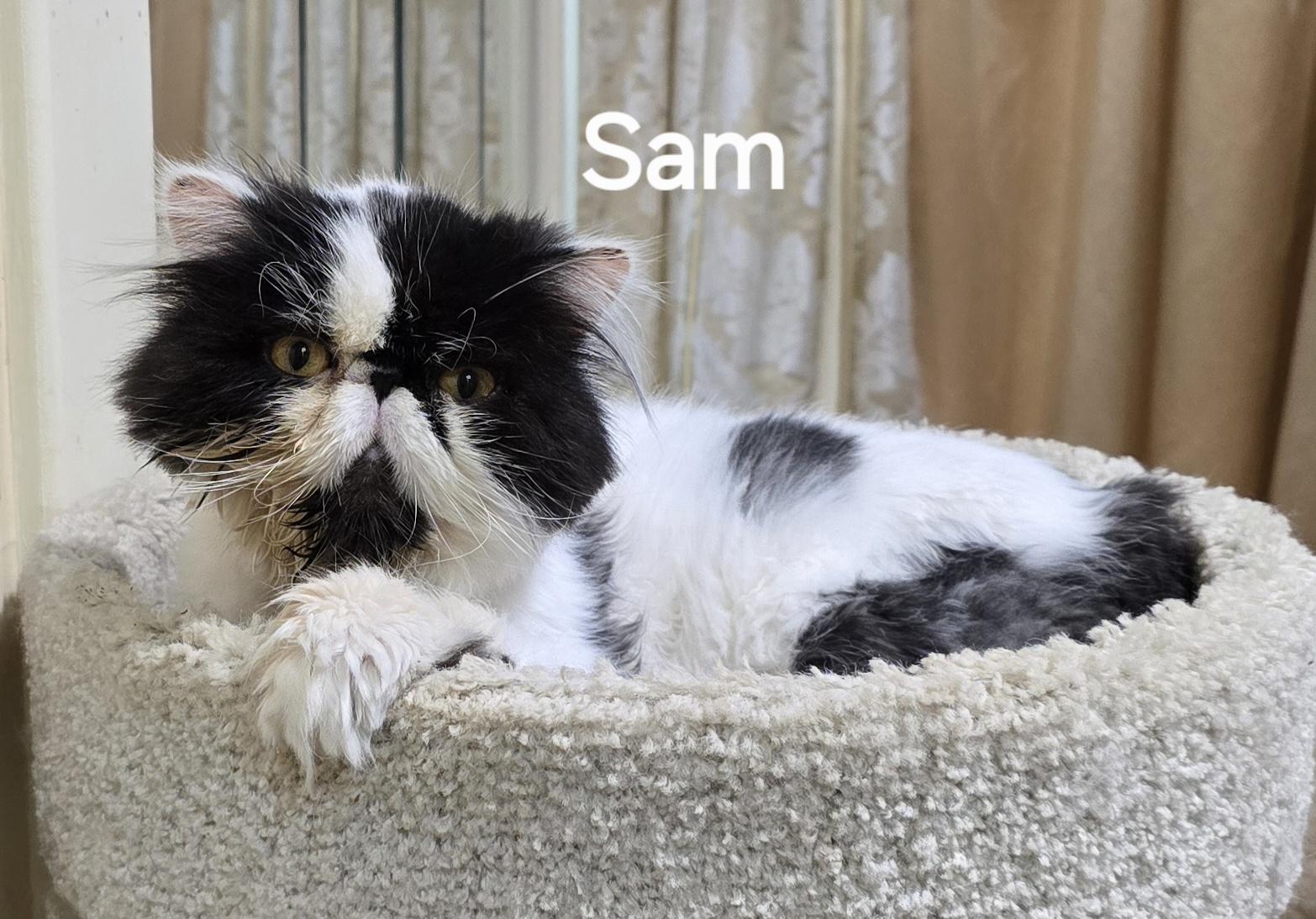 SAM, an adopted Persian in Indianapolis, IN image 2/5