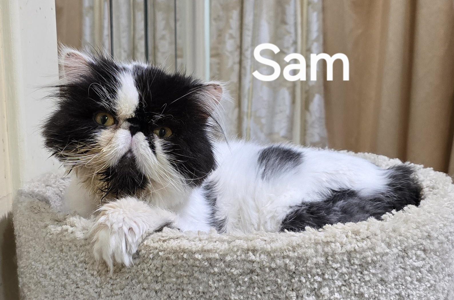 SAM, an adopted Persian in Indianapolis, IN image 3/5
