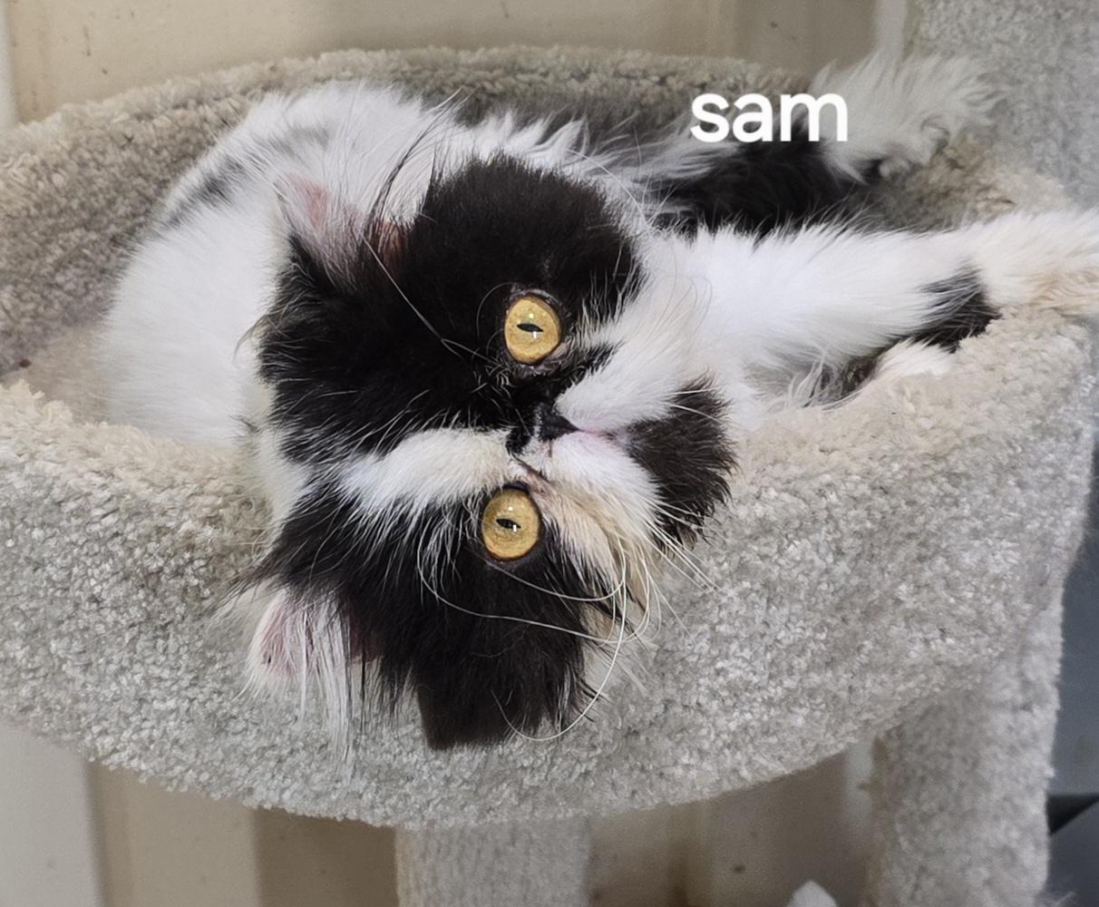 SAM, an adopted Persian in Indianapolis, IN image 1/5