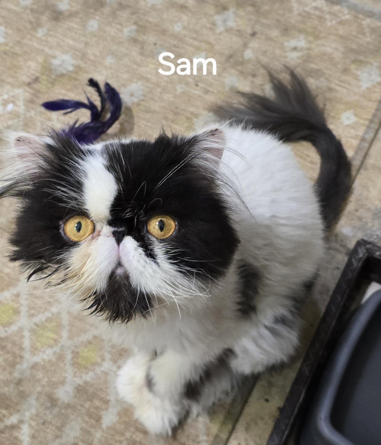 SAM, an adopted Persian in Indianapolis, IN image 5/5