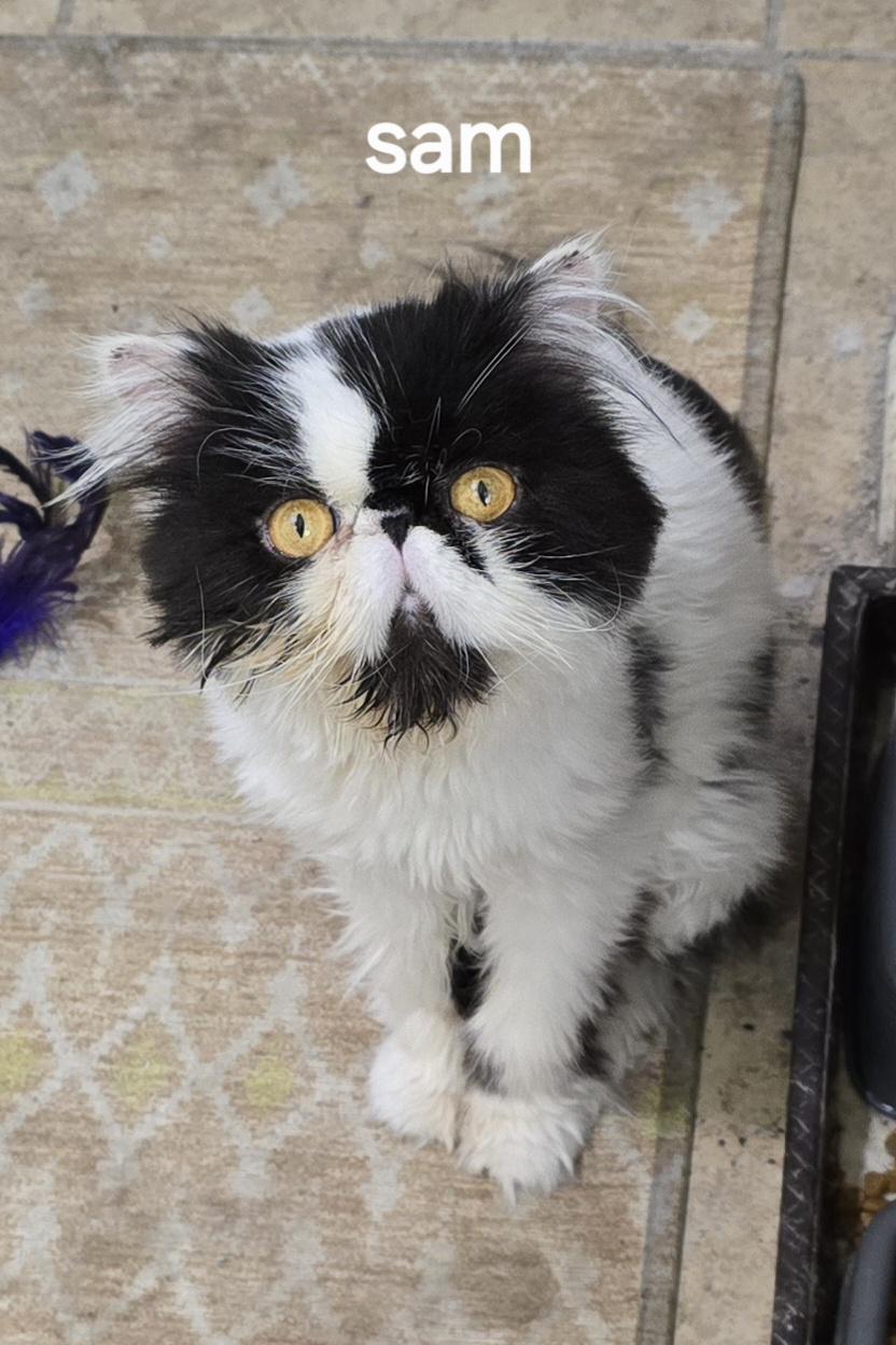 SAM, an adopted Persian in Indianapolis, IN image 4/5