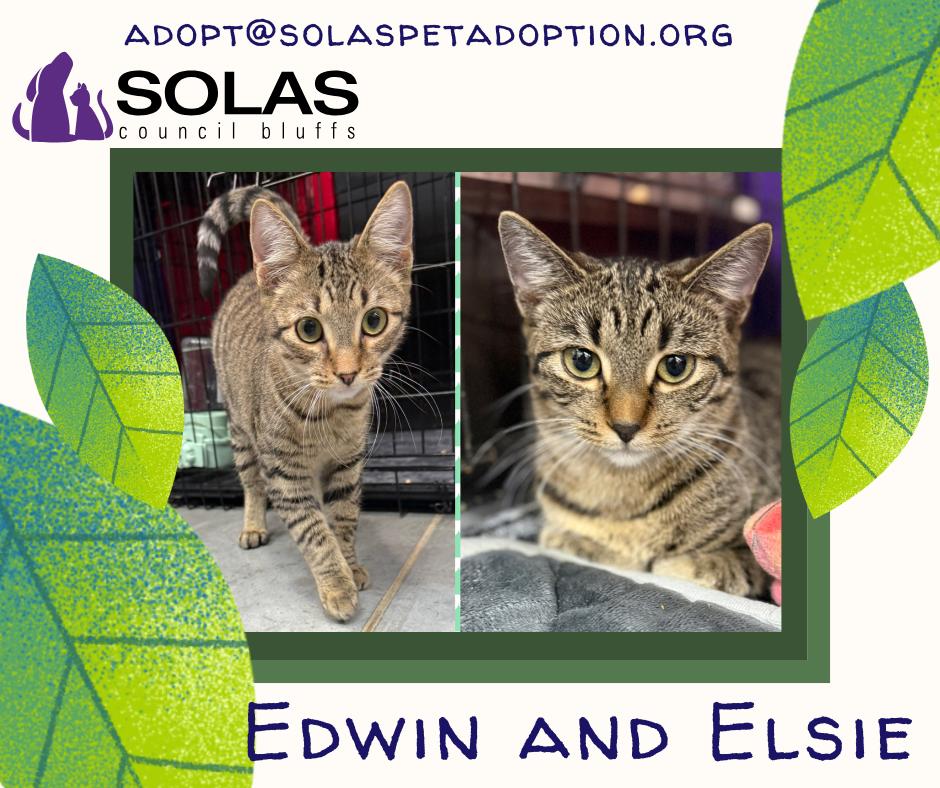 Edwin & Elsie (bonded pair)  --  (tv), Adoptable, Young Male Domestic Short Hair & Tabby.