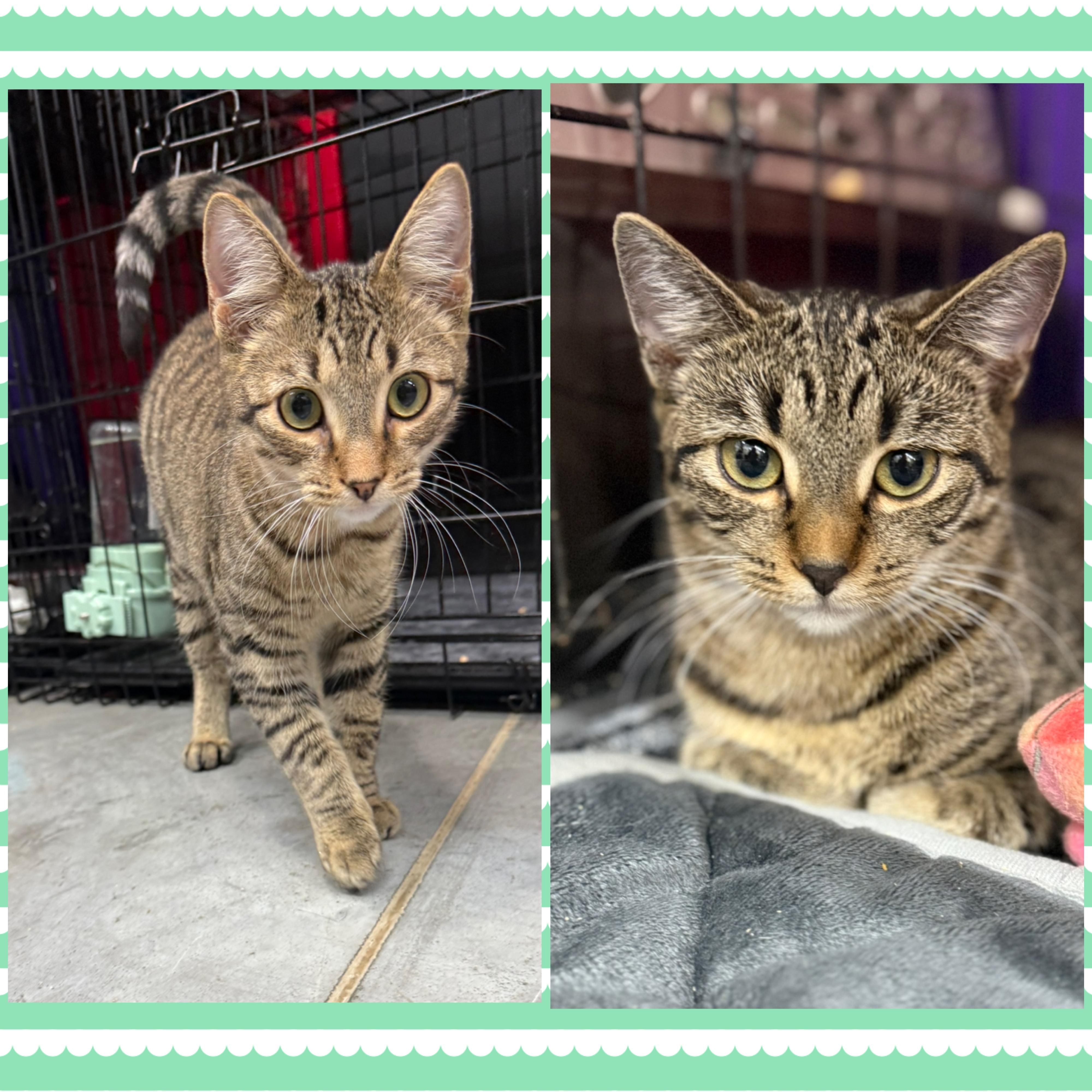 Enlarge Edwin & Elsie (bonded pair)  --  (tv), a Adoptable mixed breed in Council Bluffs, IA image 2/2