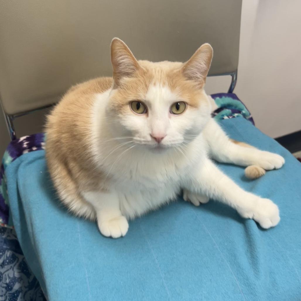 Enlarge Lucas, a Adoptable mixed breed in Saint Cloud, MN image 2/6