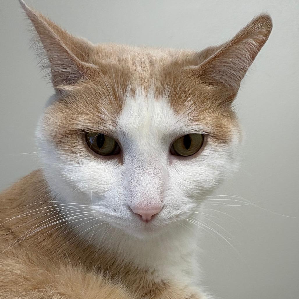 Enlarge Lucas, a Adoptable mixed breed in Saint Cloud, MN image 3/6