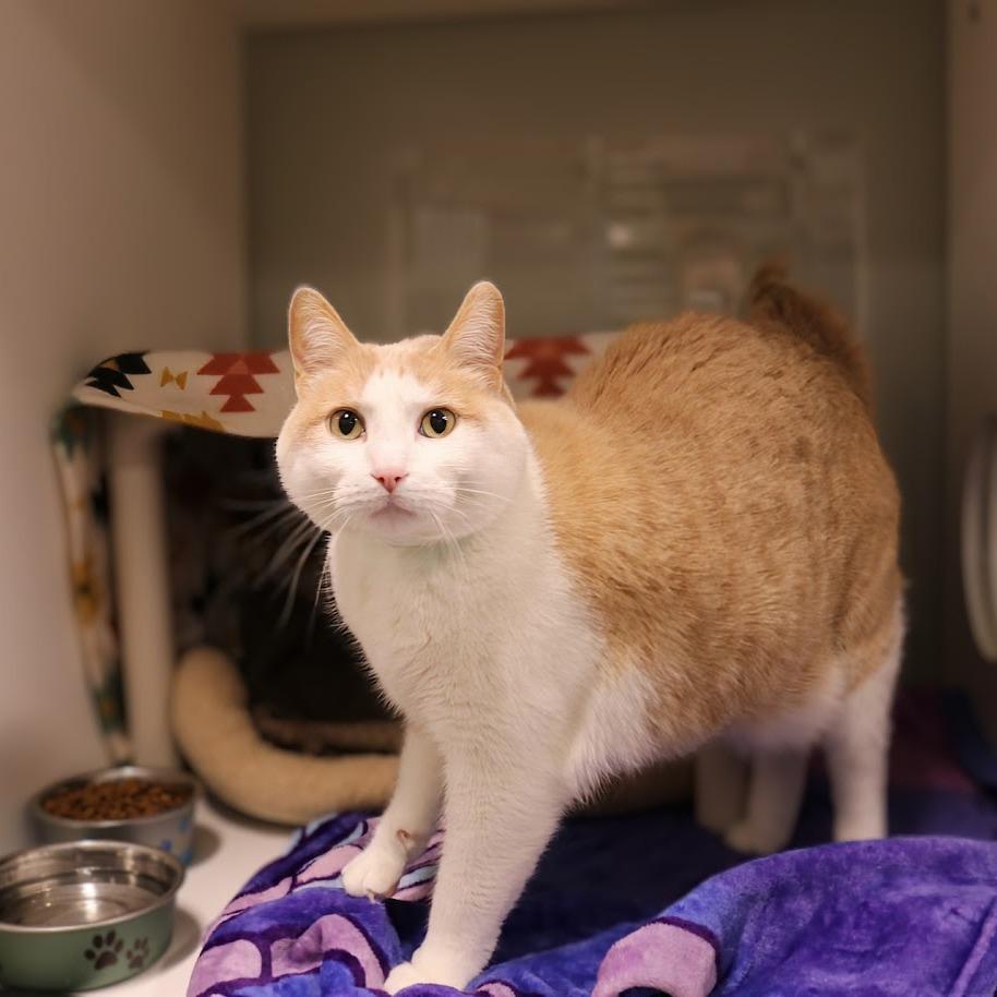 Enlarge Lucas, a Adoptable mixed breed in Saint Cloud, MN image 4/6