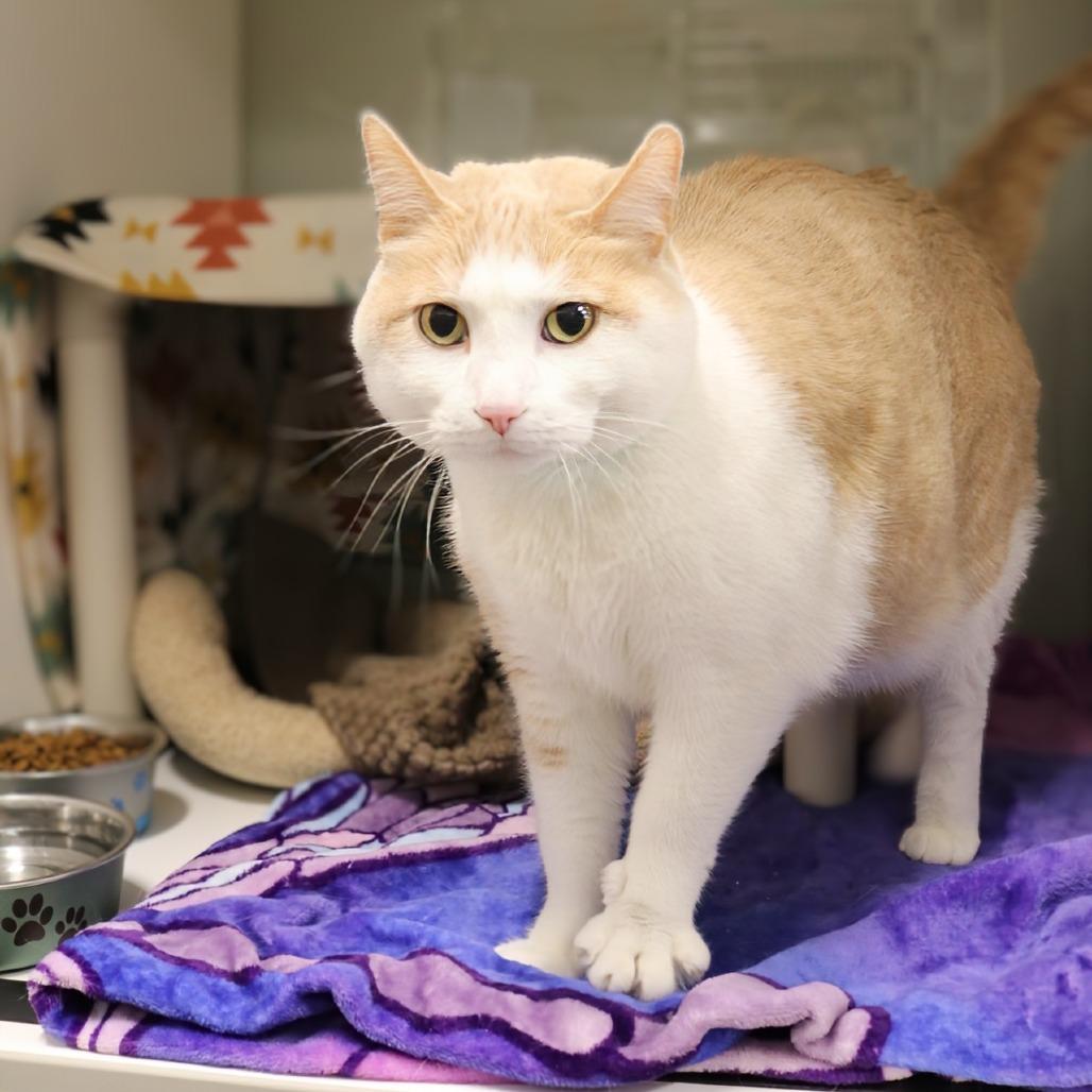 Enlarge Lucas, a Adoptable mixed breed in Saint Cloud, MN image 5/6
