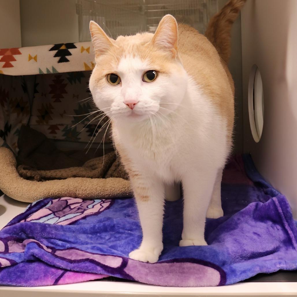 Enlarge Lucas, a Adoptable mixed breed in Saint Cloud, MN image 6/6