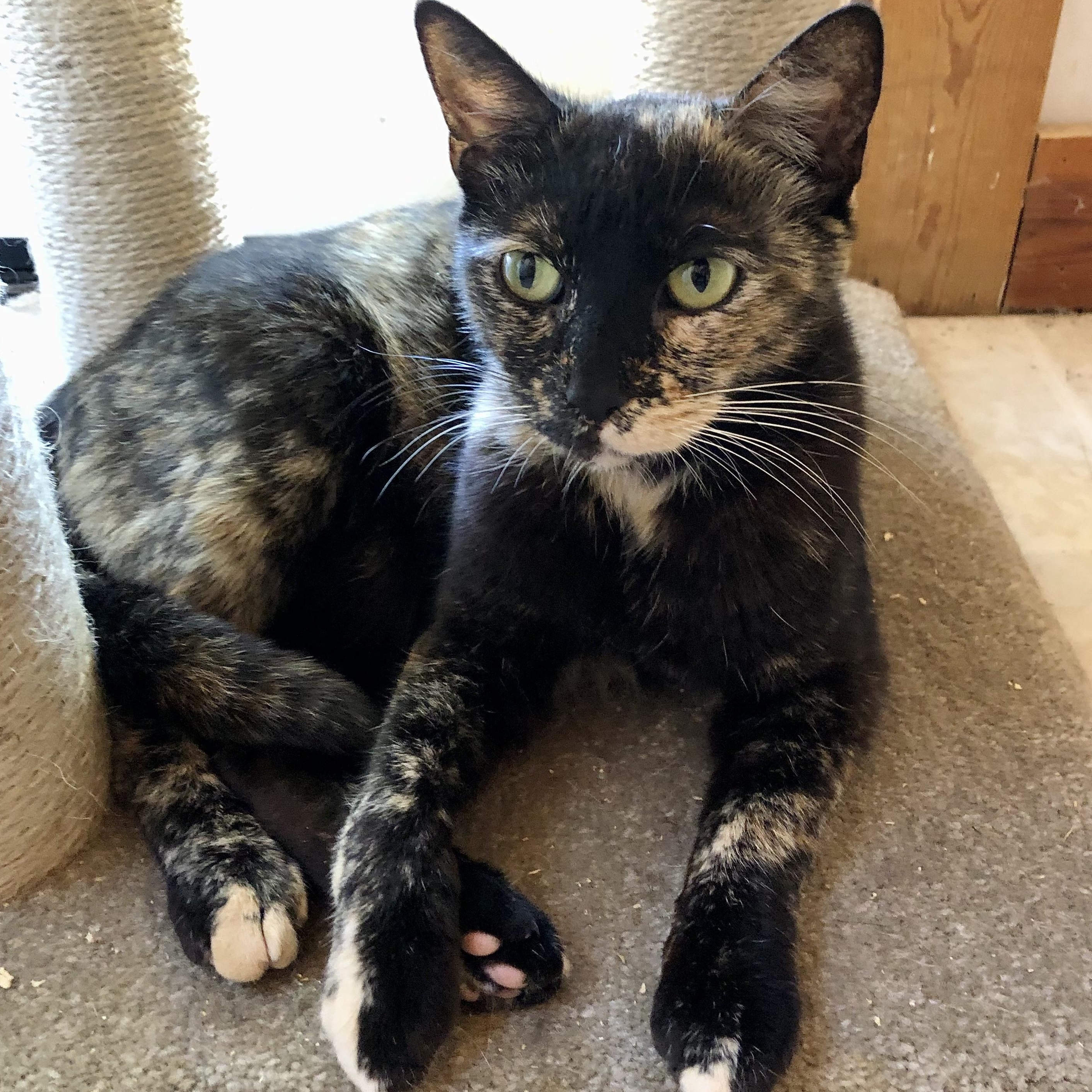 Beauty, a ADOPTABLE Tortoiseshell in Ventura, CA image 1/2