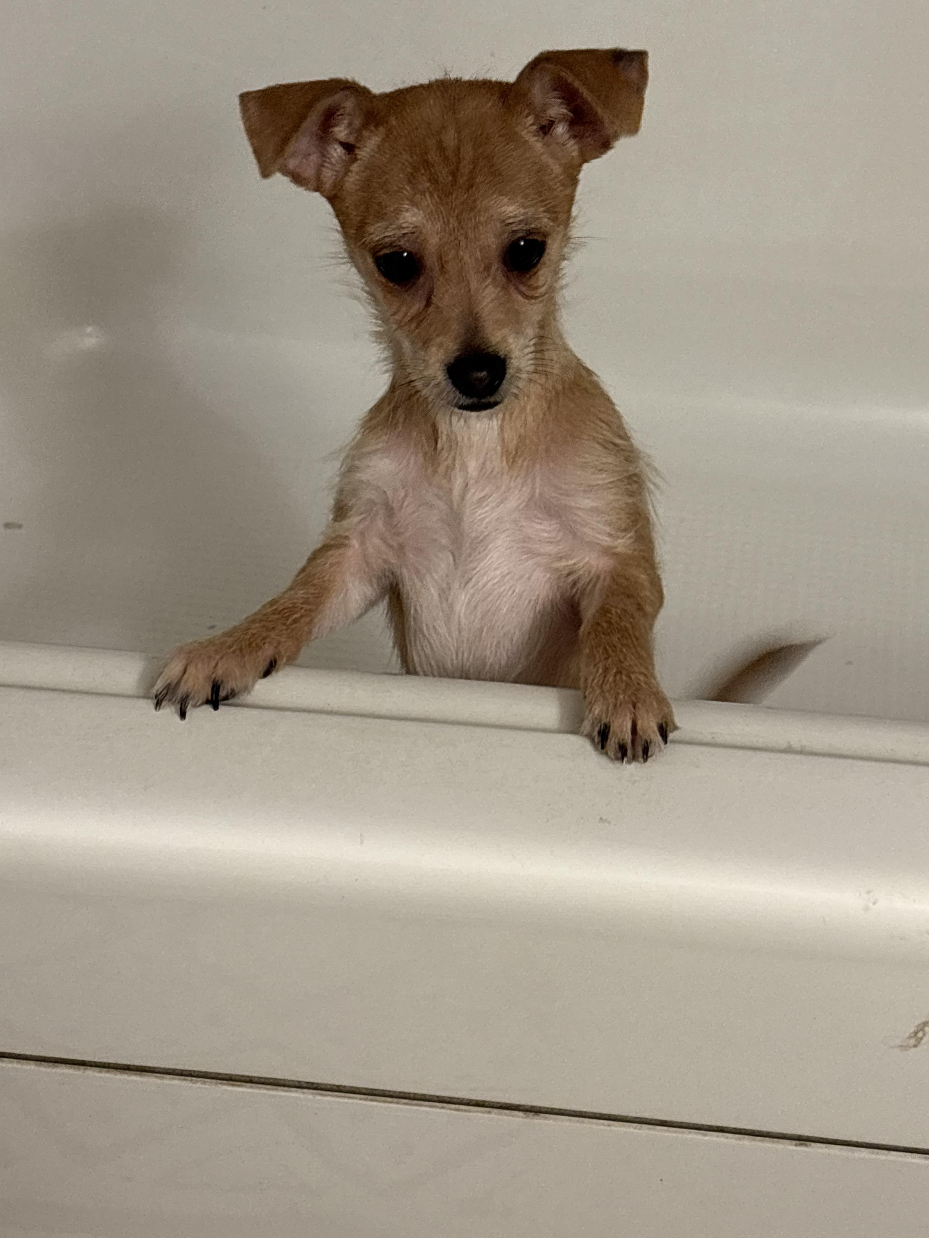 Enlarge Tiny, a ADOPTABLE mixed breed in Herald, CA image 1/2