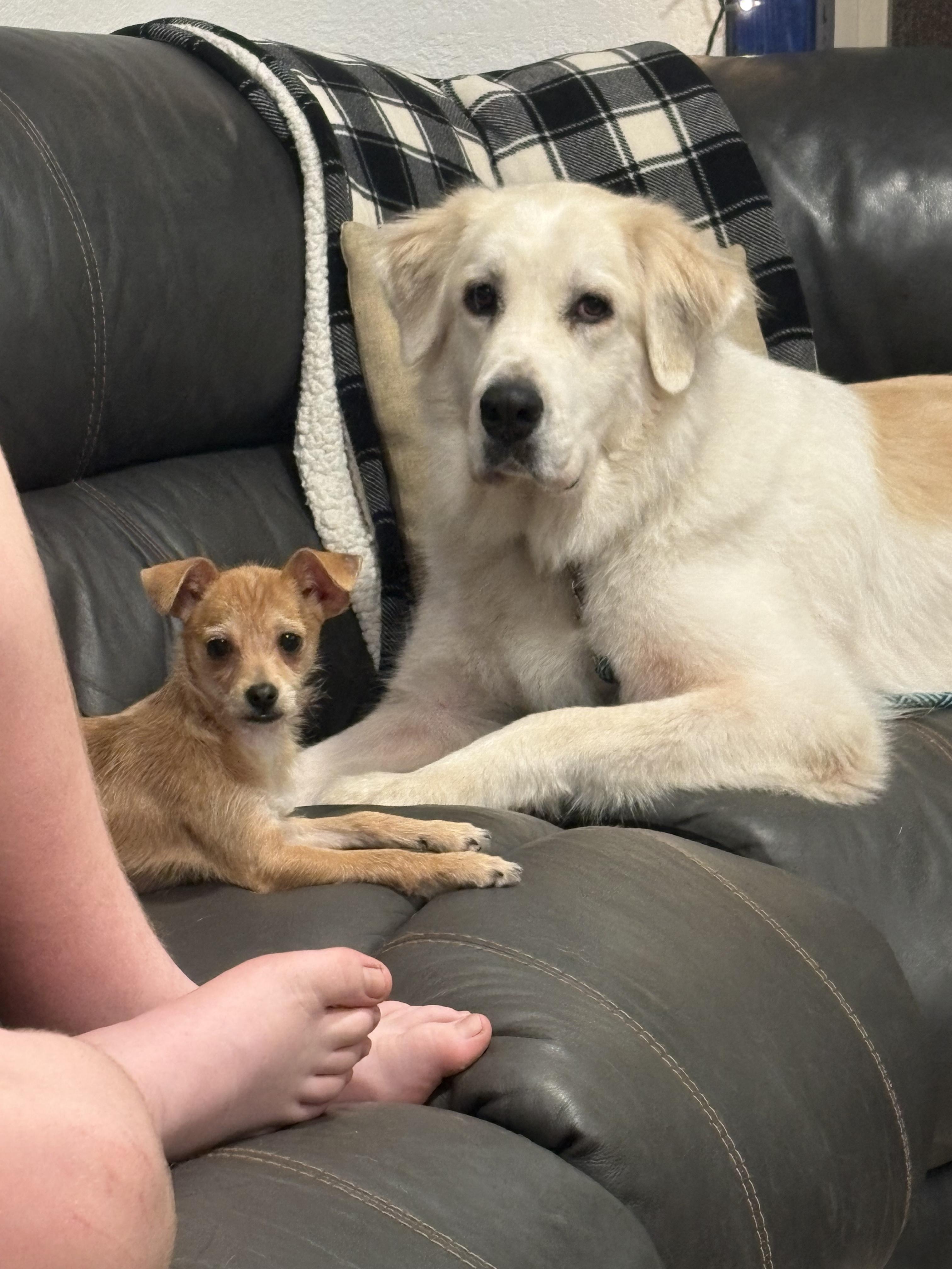 Enlarge Tiny, a ADOPTABLE mixed breed in Herald, CA image 2/2