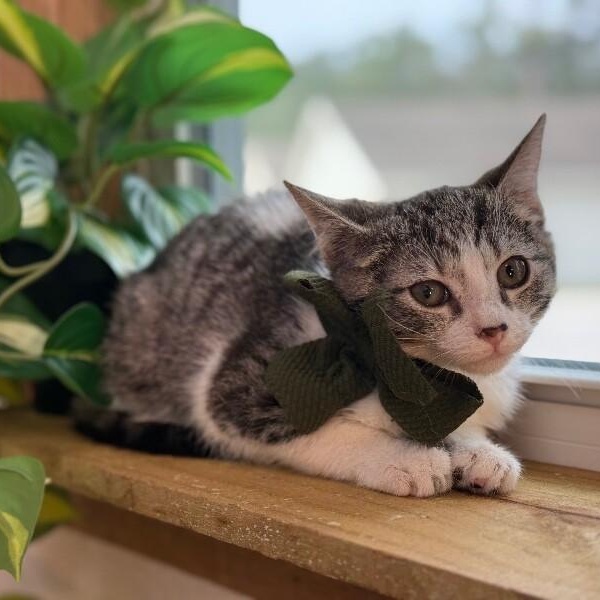 Charley Chappy — thumbnail 5