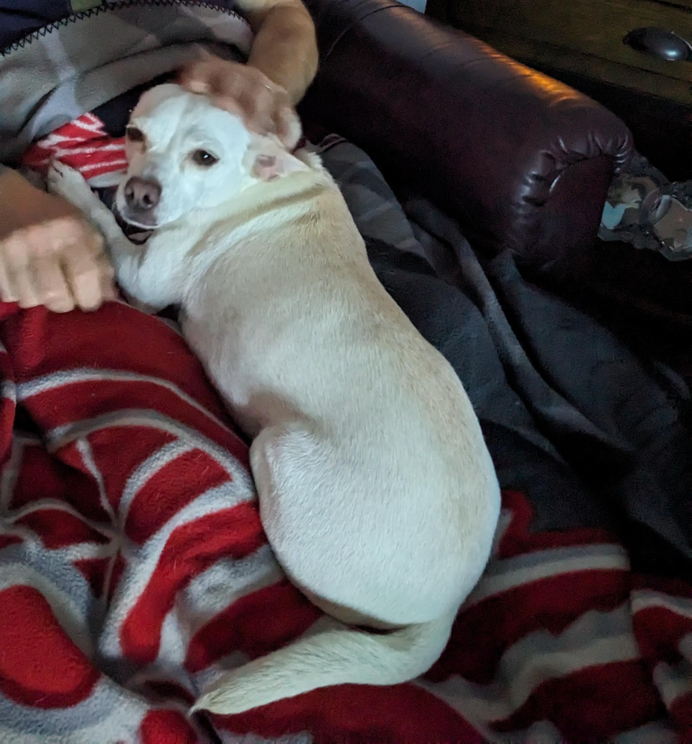 Kaylee, ADOPTABLE, Adult Female Terrier.