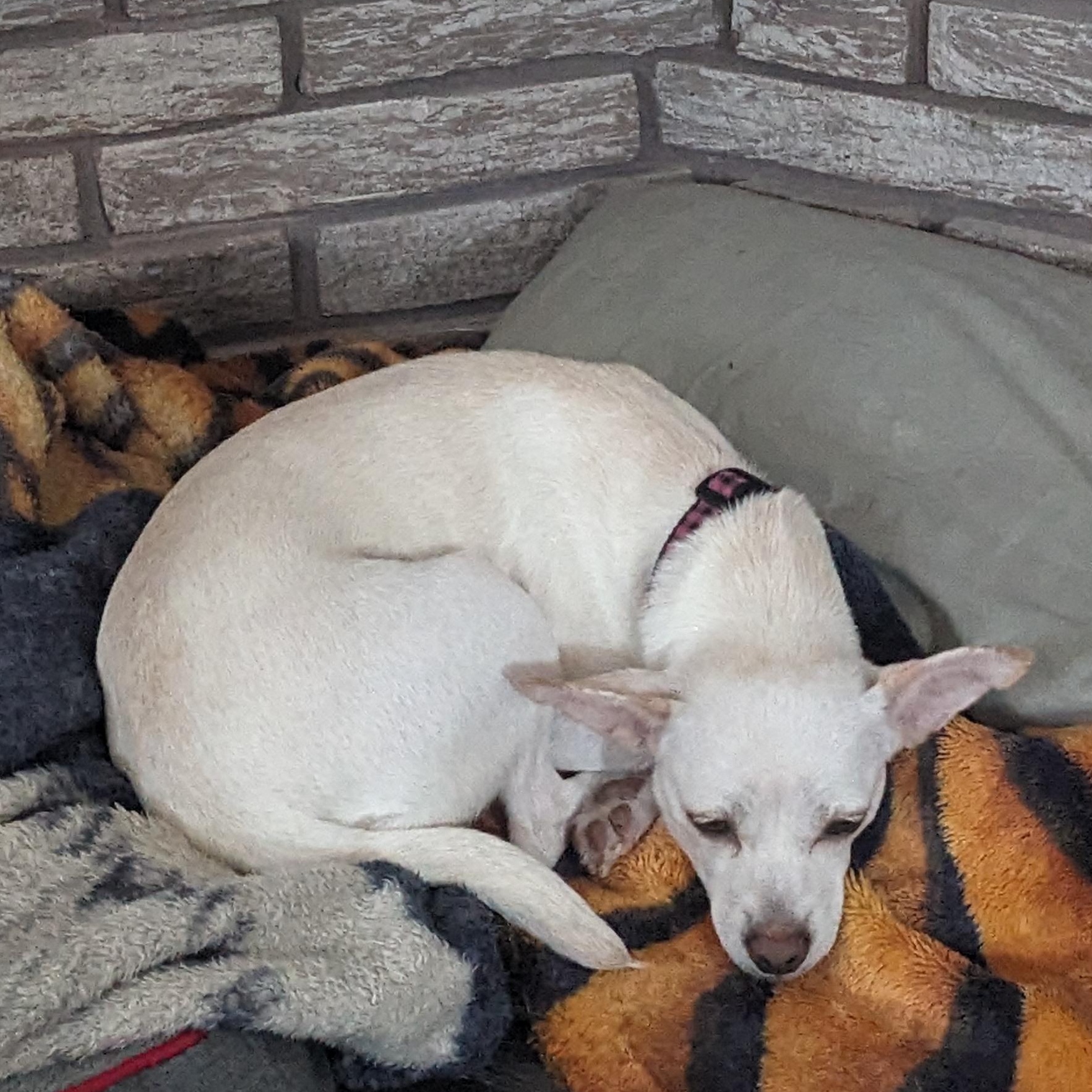 Enlarge Kaylee, an adoption pending mixed breed in Chatham, ON image 2/4