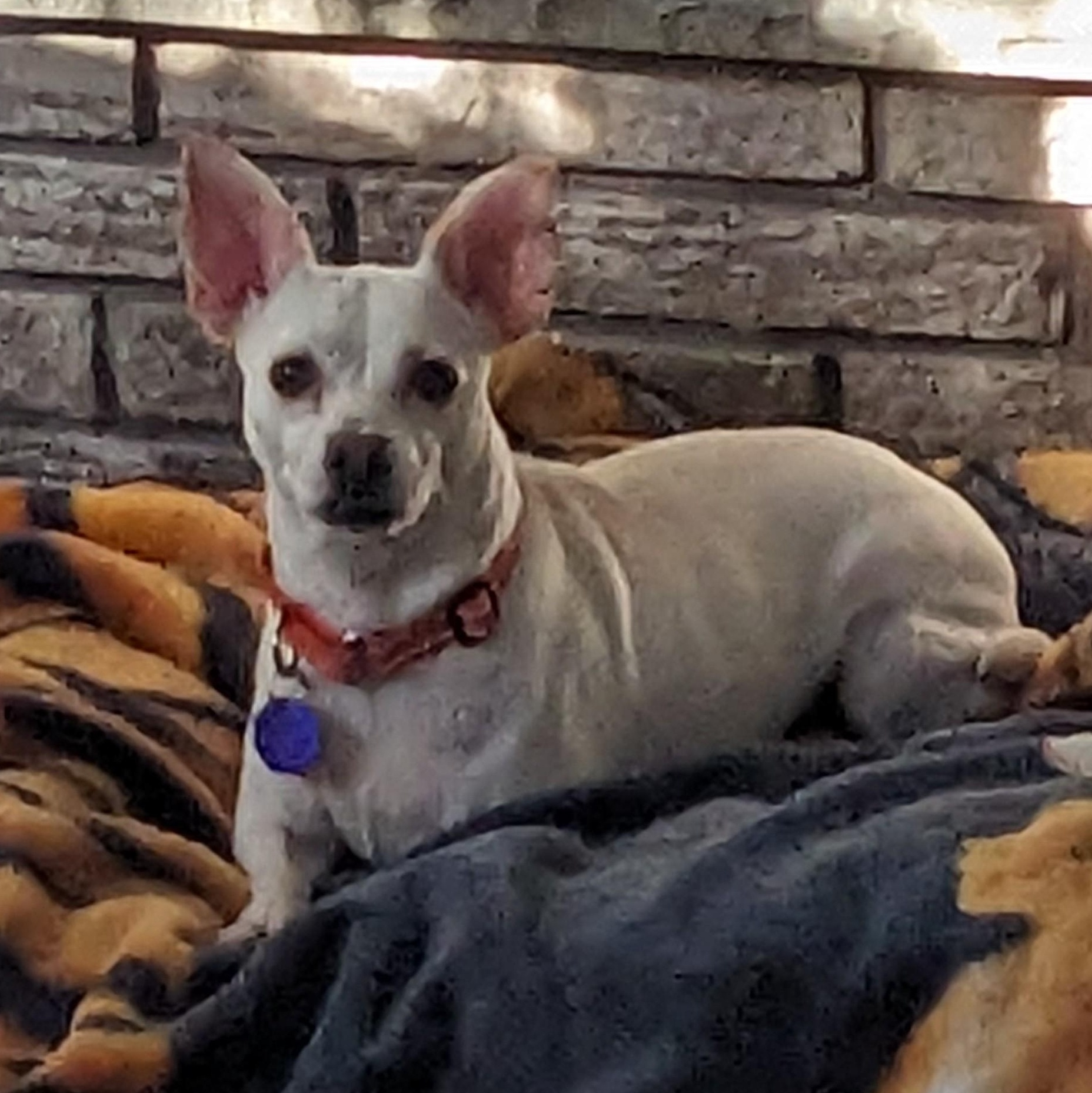 Enlarge Kaylee, an adoption pending mixed breed in Chatham, ON image 3/4