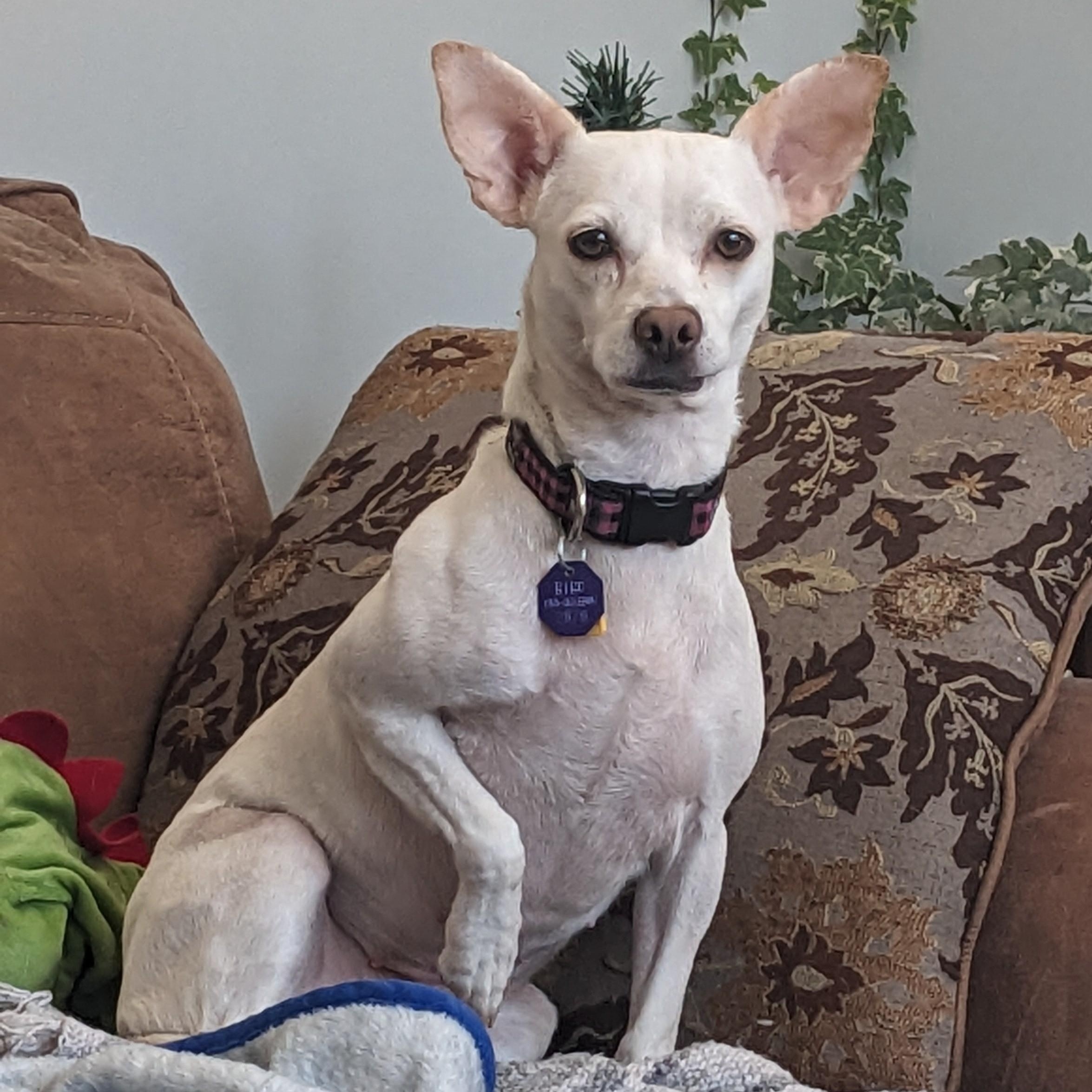 Enlarge Kaylee, an adoption pending mixed breed in Chatham, ON image 4/4