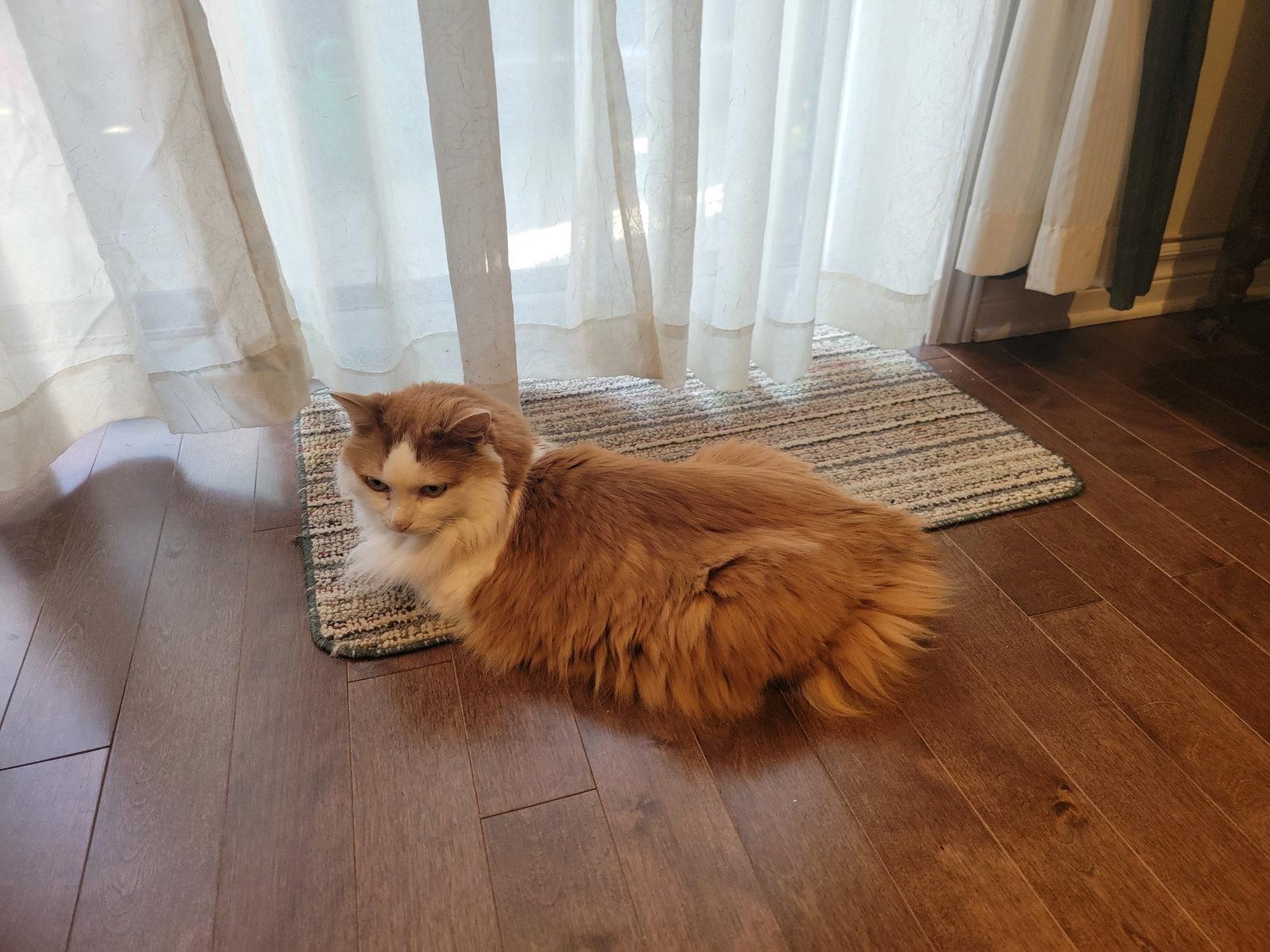 Lucky, Adoptable, Adult Male Domestic Medium Hair.