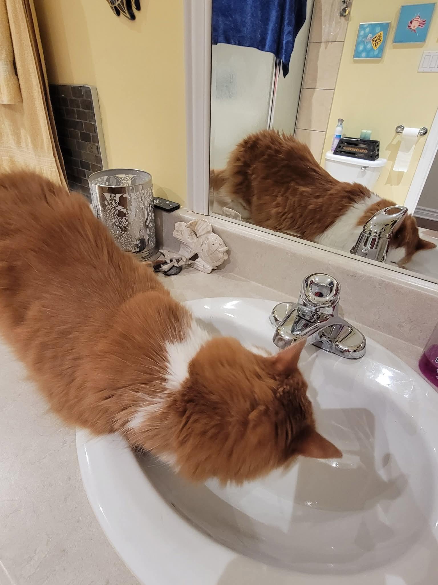Enlarge Lucky, a Adoptable Domestic Medium Hair in Montreal, QC image 2/3