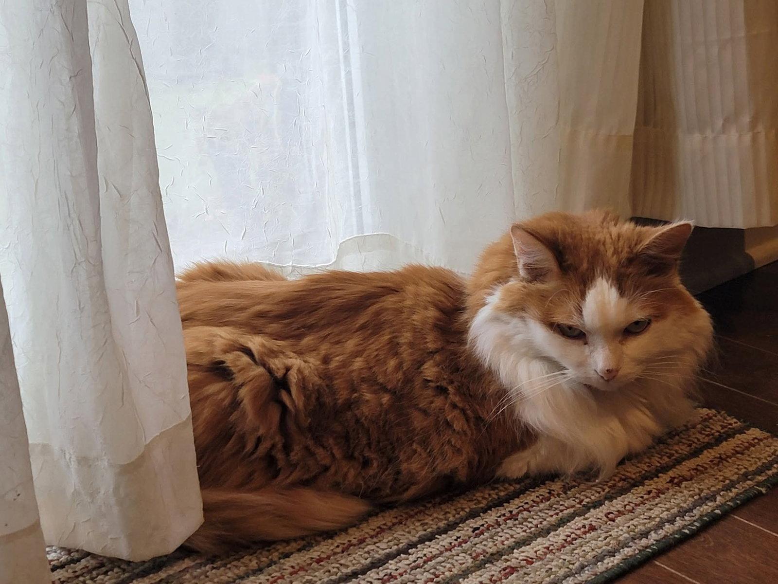 Enlarge Lucky, a Adoptable Domestic Medium Hair in Montreal, QC image 3/3