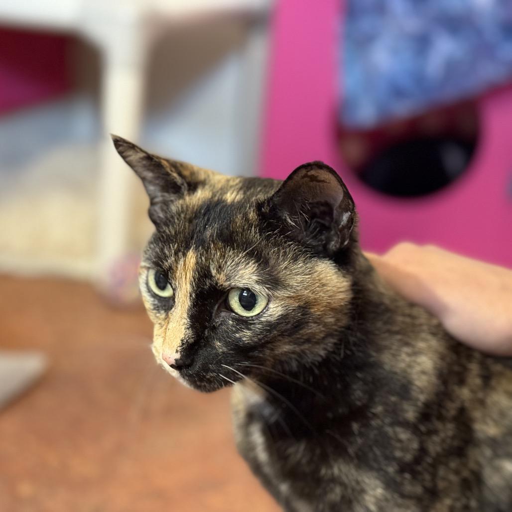 Muffin, a Adoptable Domestic Short Hair in Glenwood Springs, CO image 2/6