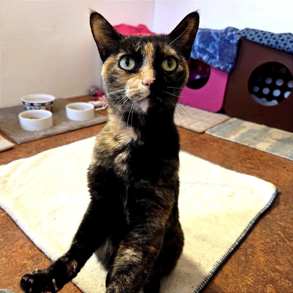 Muffin, a Adoptable Domestic Short Hair in Glenwood Springs, CO image 4/6