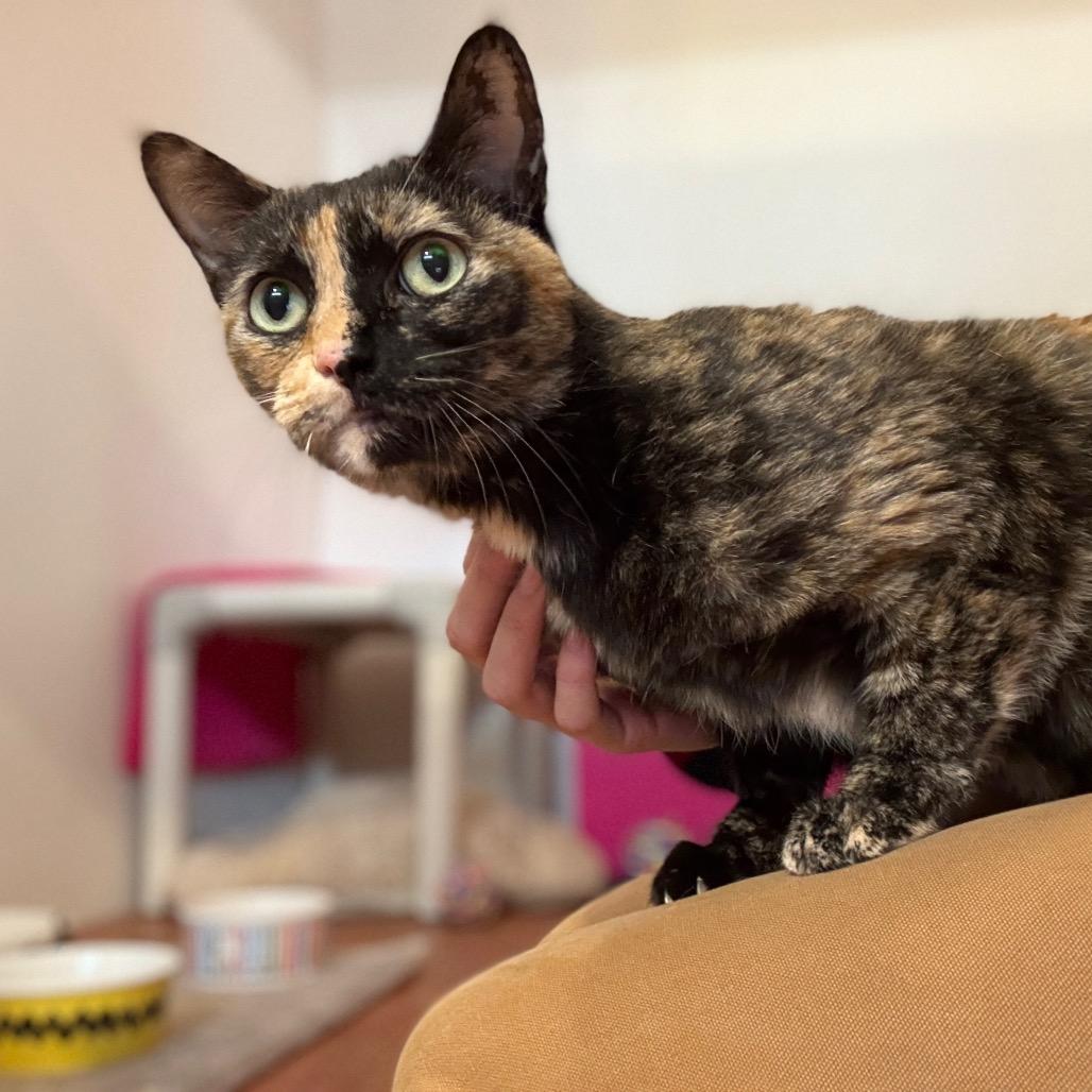 Muffin, a Adoptable Domestic Short Hair in Glenwood Springs, CO image 5/6