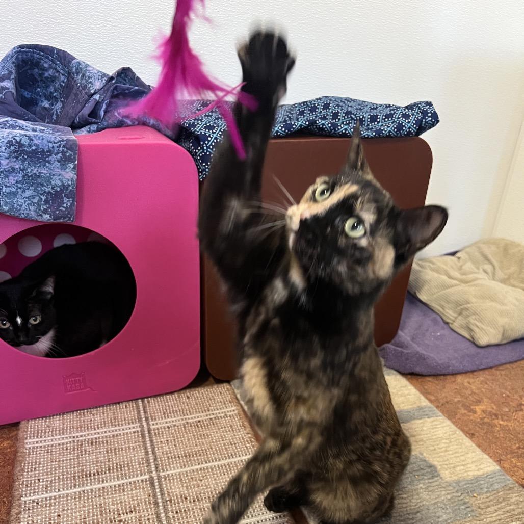 Muffin, a Adoptable Domestic Short Hair in Glenwood Springs, CO image 6/6