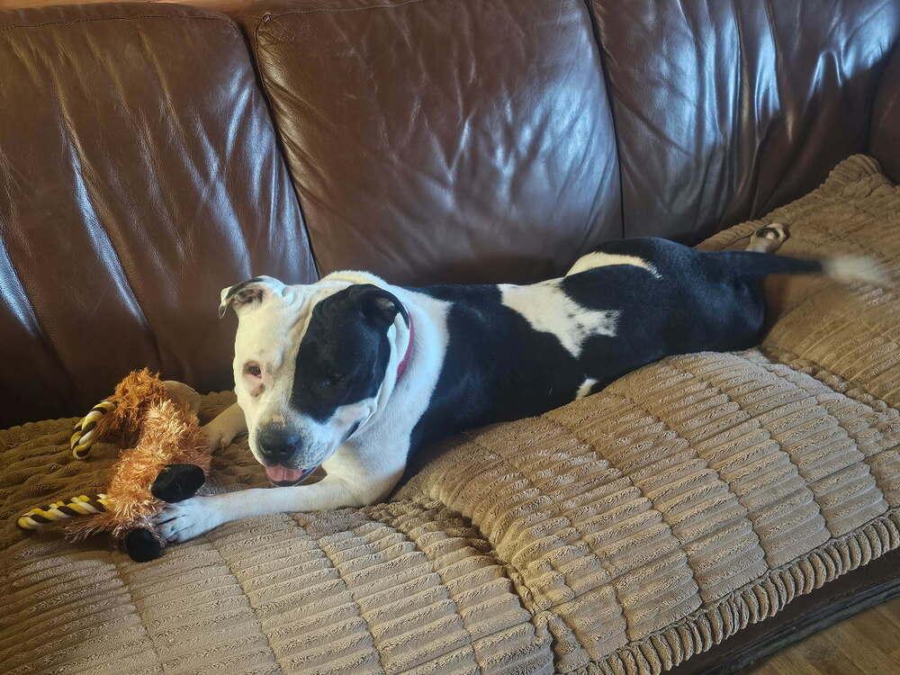 Lucy Lou, Adoptable, Adult Female American Staffordshire Terrier.