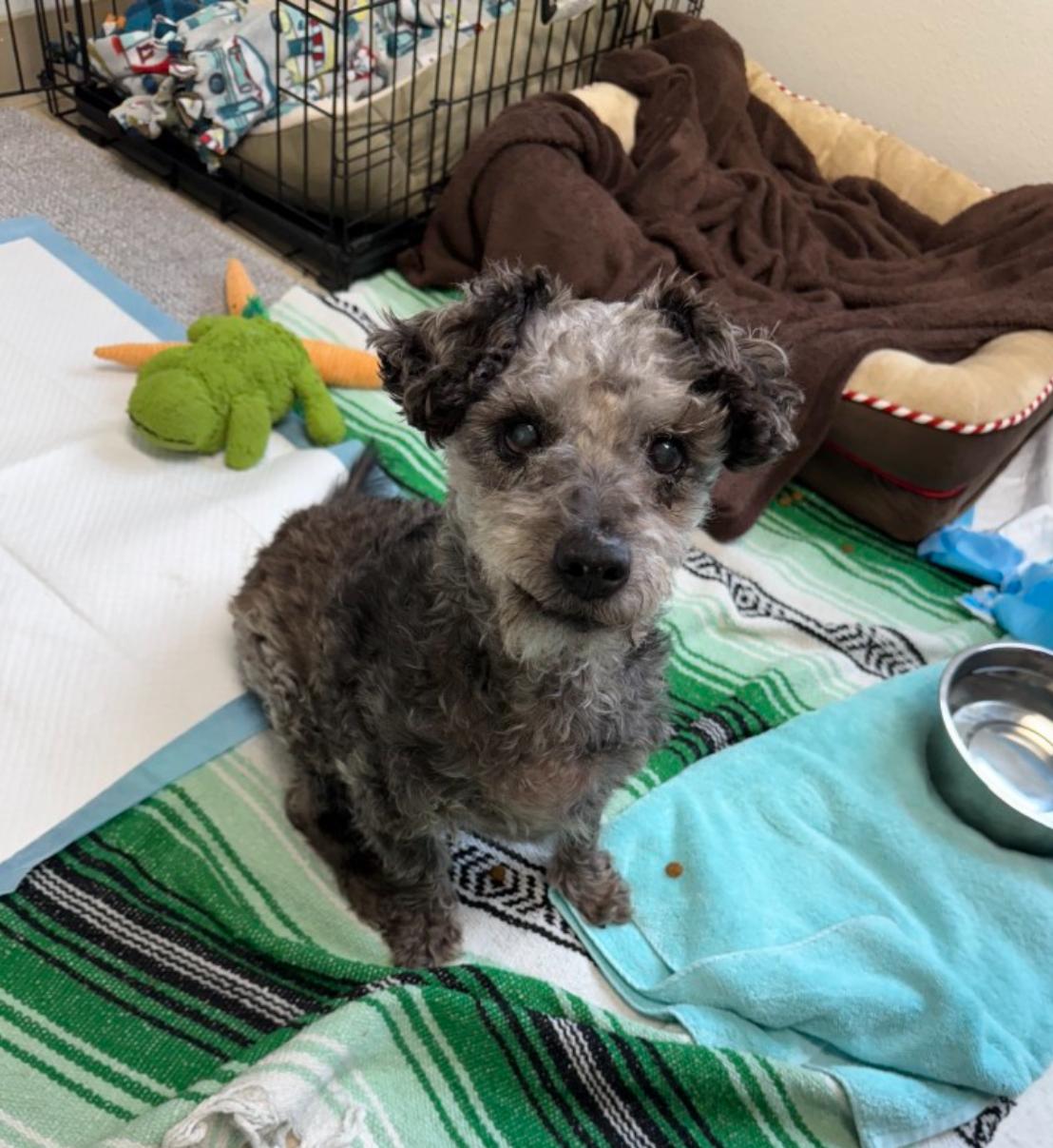 Milton, an adoptable Miniature Poodle, Fox Terrier in Powell Butte, OR, 97753 | Photo Image 1