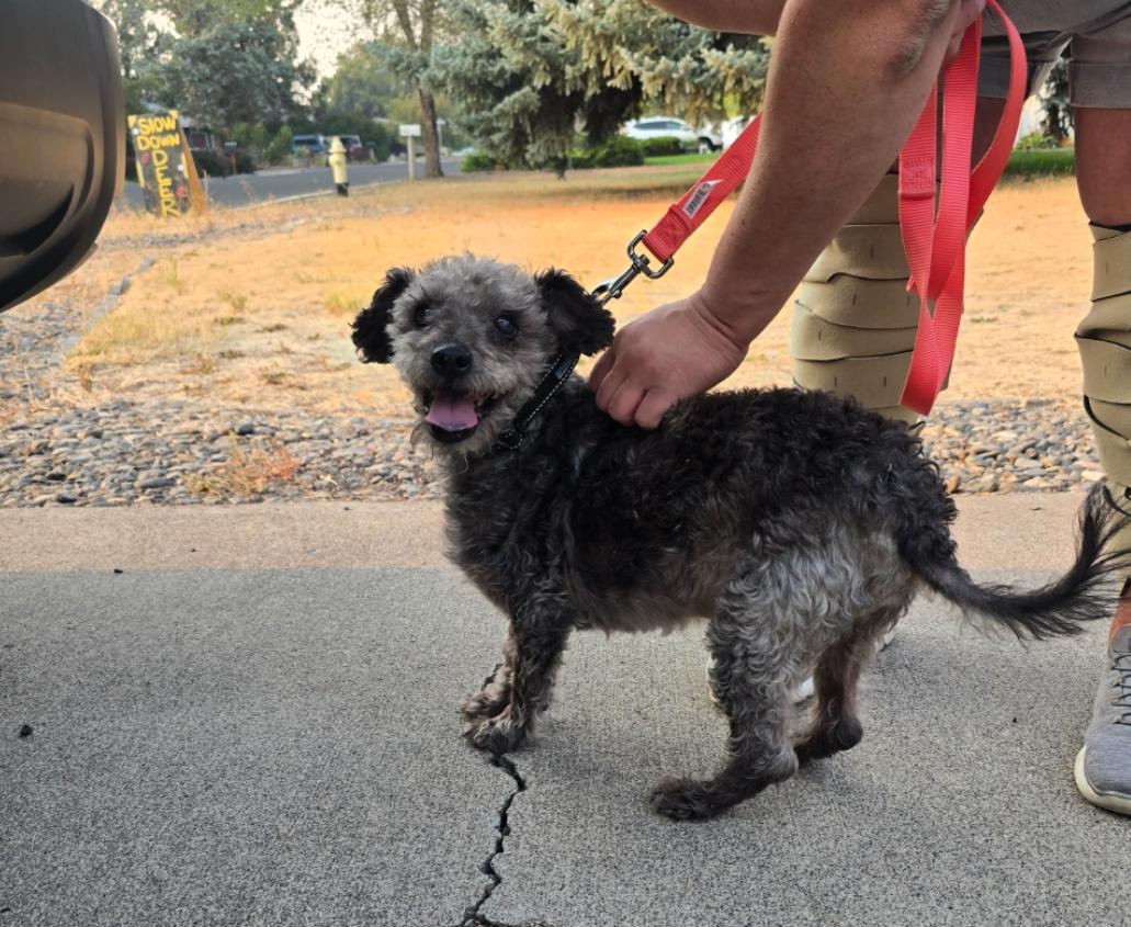 Milton, an adoptable Miniature Poodle, Fox Terrier in Powell Butte, OR, 97753 | Photo Image 2