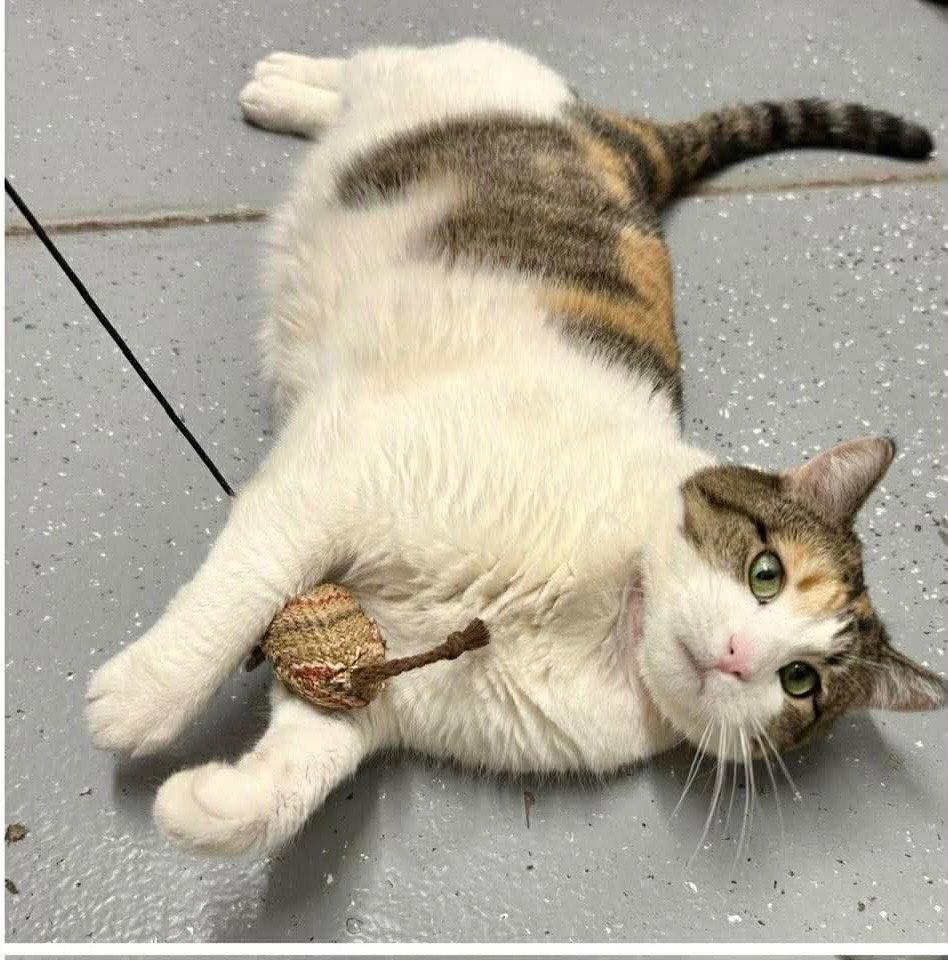 Enlarge Luna 4, a Adoptable Domestic Short Hair in Saint George, UT image 1/3