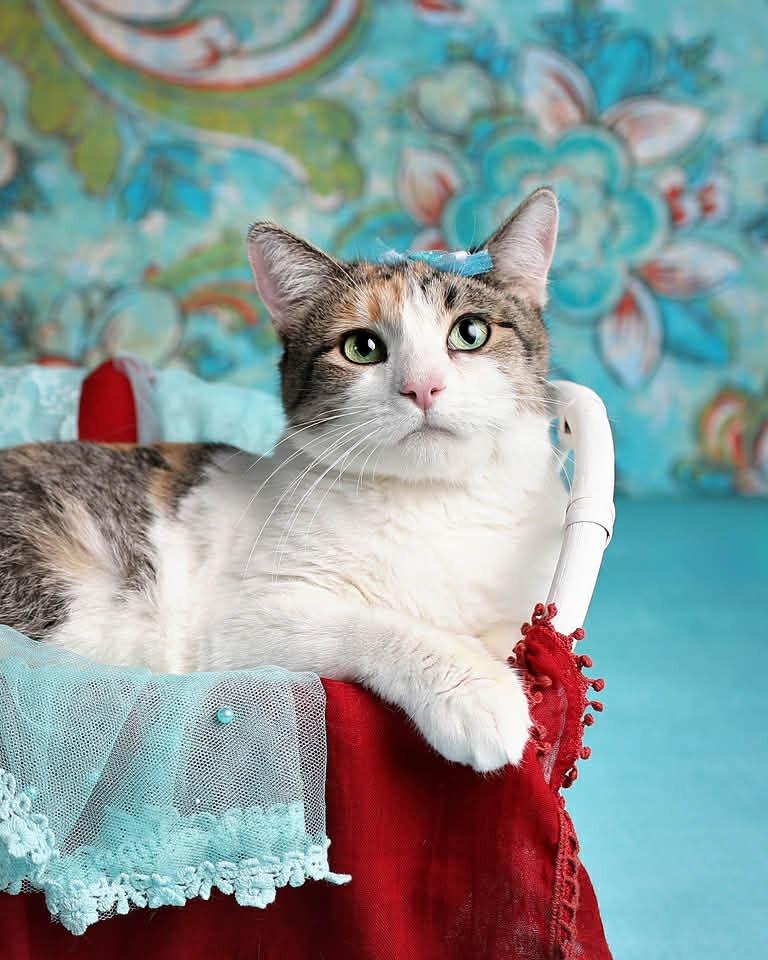 Luna 4, Adoptable, Adult Female Domestic Short Hair.