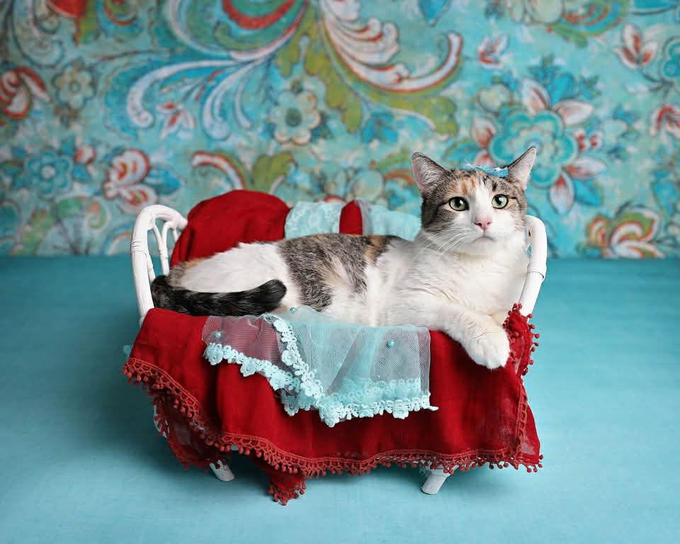 Enlarge Luna 4, a Adoptable Domestic Short Hair in Saint George, UT image 2/3