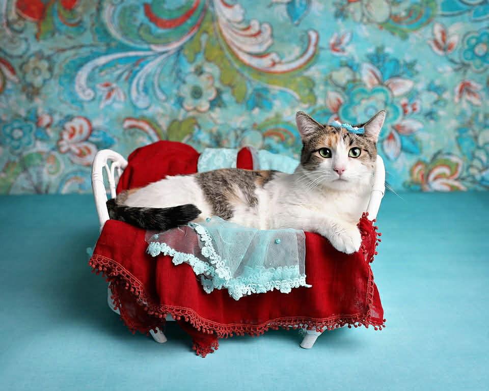 Enlarge Luna 4, a Adoptable Domestic Short Hair in Saint George, UT image 3/3