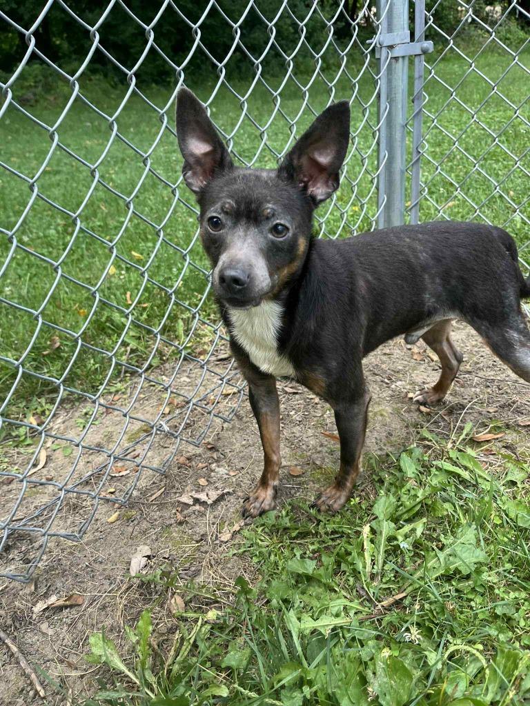 Enlarge Papa, a Adoptable mixed breed in Kendallville, IN image 1/1