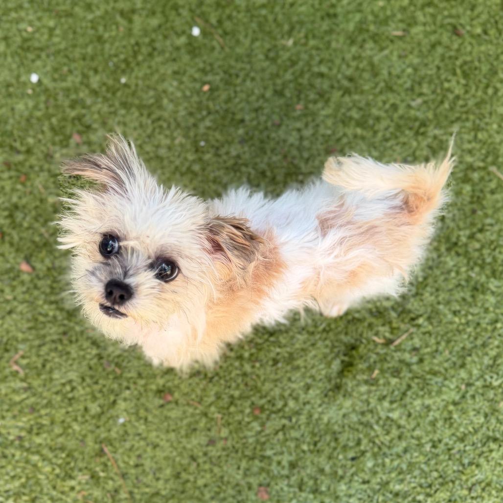Herbie, Adoptable, Young Male Chihuahua & Mixed Breed.