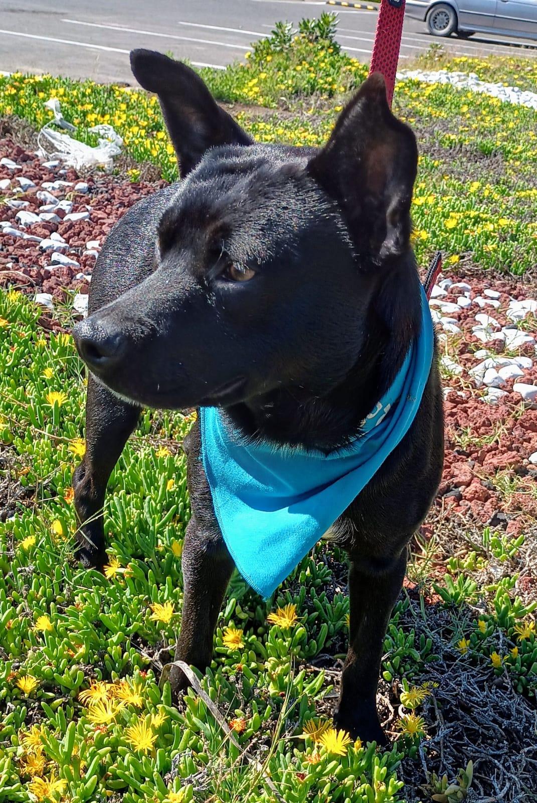 Enlarge Yoda, a Adoptable mixed breed in San Diego, CA image 2/6