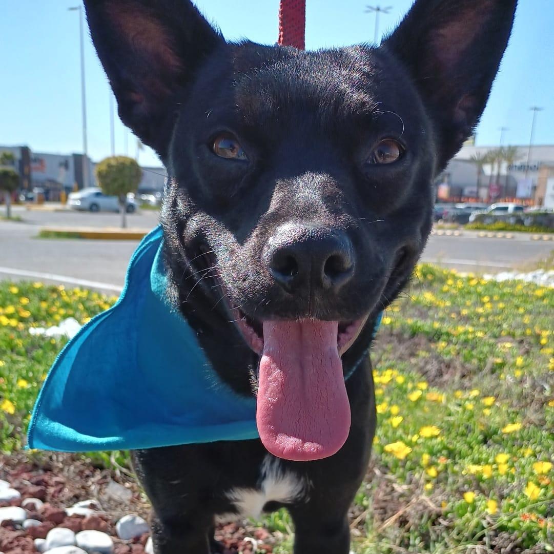 Enlarge Yoda, a Adoptable mixed breed in San Diego, CA image 1/6
