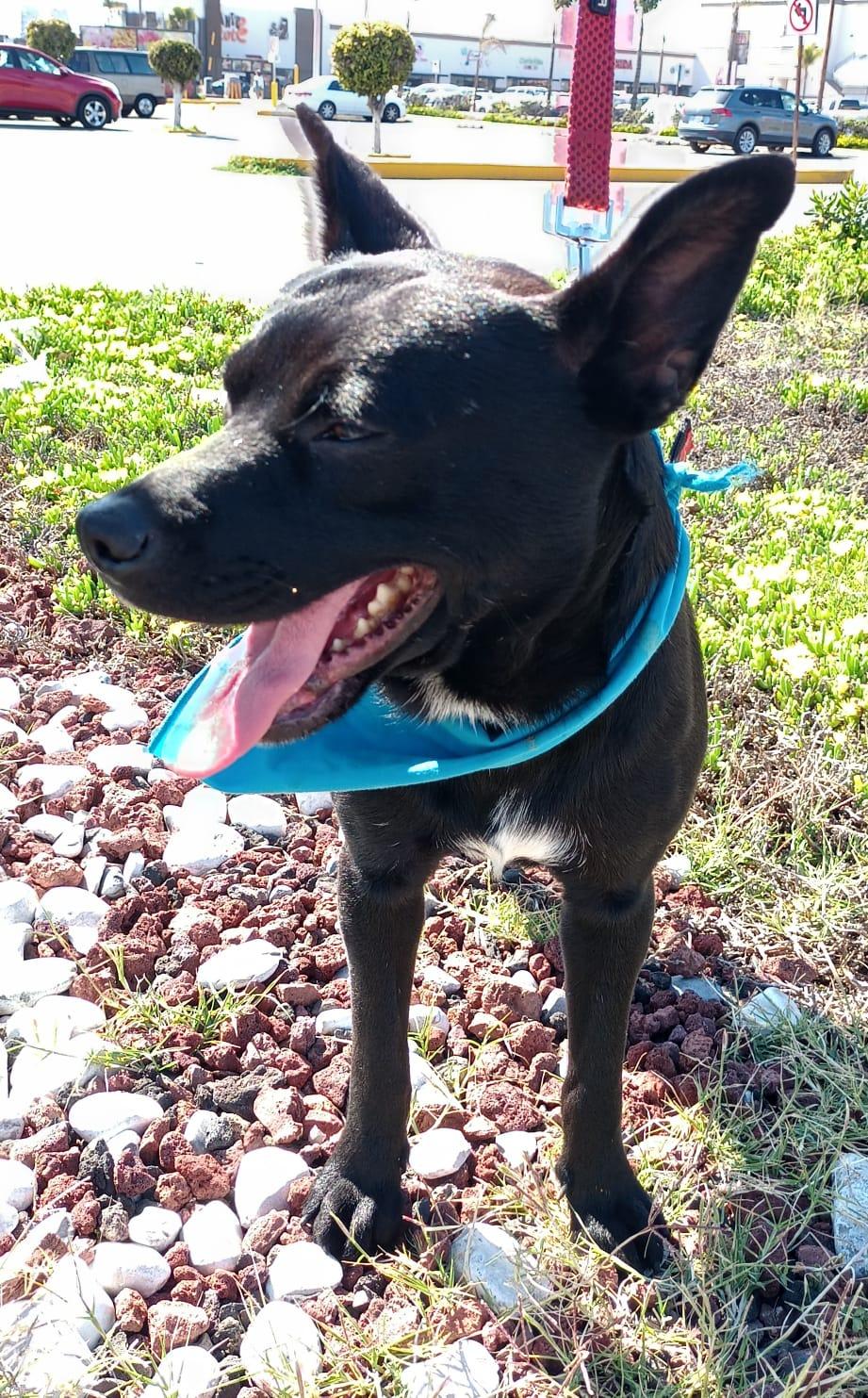 Enlarge Yoda, a Adoptable mixed breed in San Diego, CA image 5/6