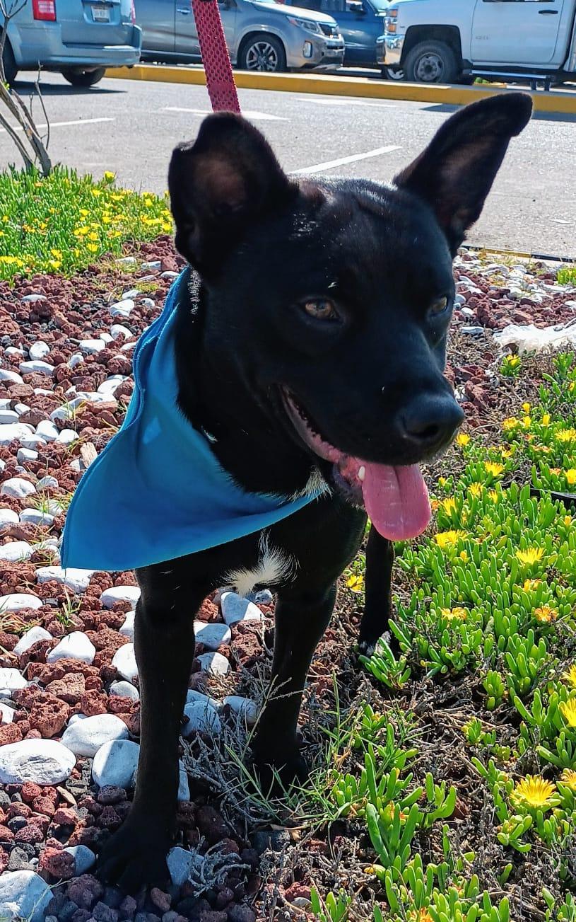 Enlarge Yoda, a Adoptable mixed breed in San Diego, CA image 3/6