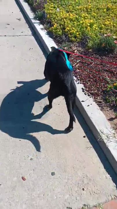 Enlarge Yoda, a Adoptable mixed breed in San Diego, CA video 6/6